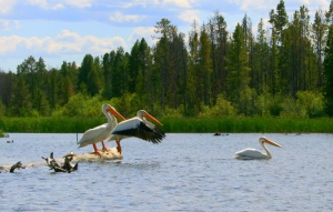 Pelicans on Shadow Mountain Lake